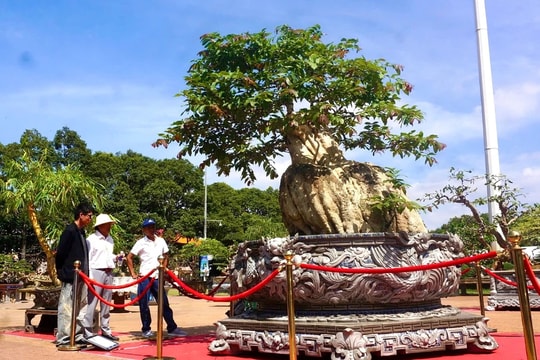 Sinh vật cảnh hội tụ giữa lòng TP. Buôn Ma Thuột