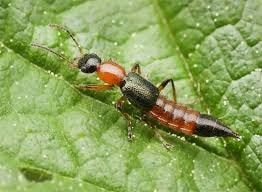 Cách chăm sóc vết thương và phòng ngừa khi bị kiến ba khoang đốt