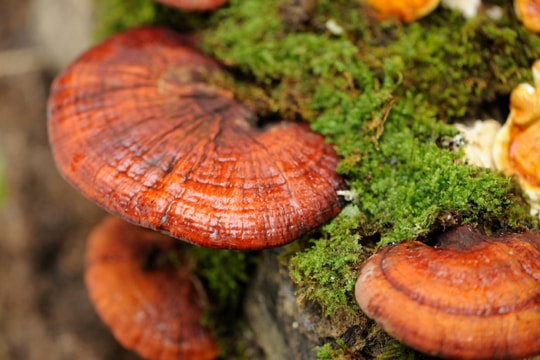 Chưa có đủ bằng chứng để khuyến cáo sử dụng nấm linh chi hỗ trợ điều trị ung thư