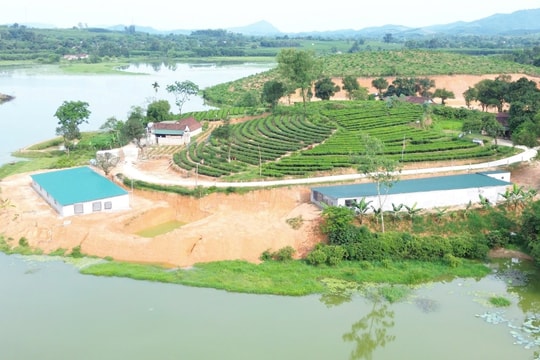 Nghệ An: Trại lợn không phép "bức tử" môi trường, chính quyền có buông lỏng quản lý?