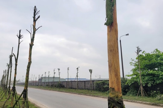 Vụ hàng loạt cây xanh bị chết ở Hà Tĩnh: Đơn vị thi công chưa trồng thay thế số cây bị chết