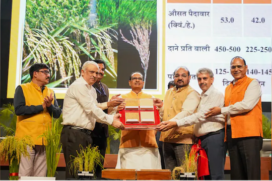 Ấn Độ công bố hai giống lúa chỉnh sửa gen đầu tiên trên thế giới