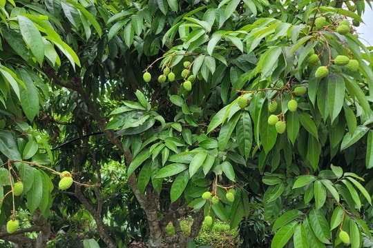 Ngành nông nghiệp lên kế hoạch tiêu thụ hơn 300 nghìn tấn vải thiều