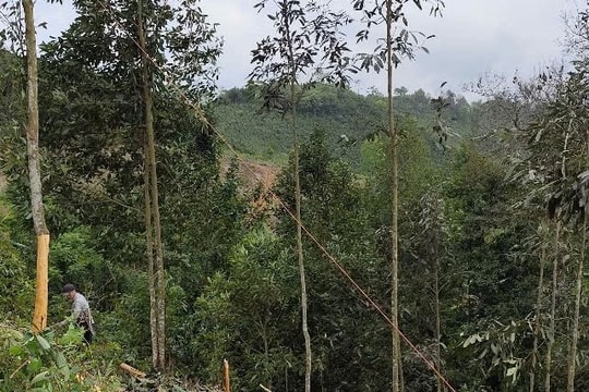Bảo vệ hành lang an toàn lưới điện trong mùa cao điểm thu hoạch quế