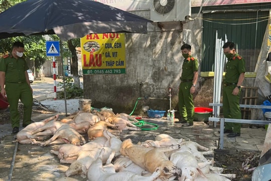 Phát hiện gần 1 tấn thịt lợn không bảo đảm vệ sinh chuẩn bị đưa đi tiêu thụ