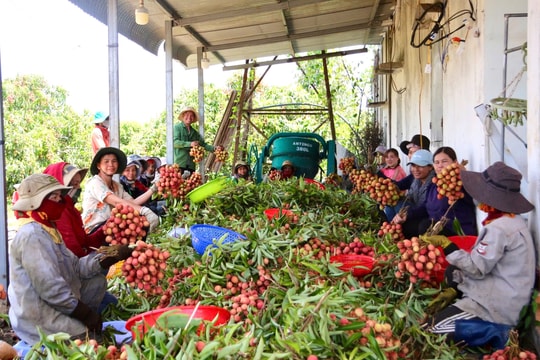 Vải chín sớm được mùa, được giá: Niềm vui lớn của người dân Ea Sar