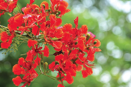 Hỏi: Trách nhiệm của cơ quan tham mưu, giúp việc trong hoạt động tiếp xúc cử tri của ĐBQH và đại biểu HĐND như thế nào?