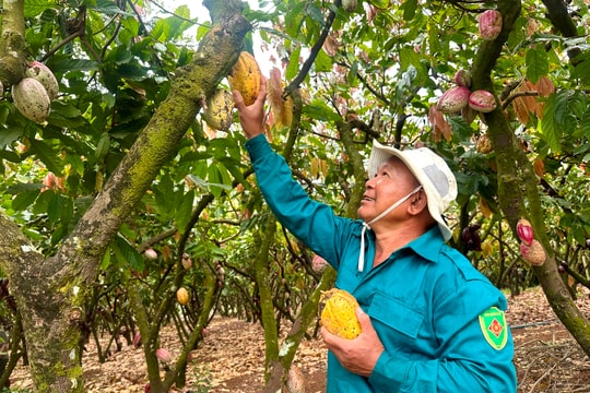 Giá ca cao tăng cao kỷ lục: Cơ hội phục hồi và phát triển bền vững