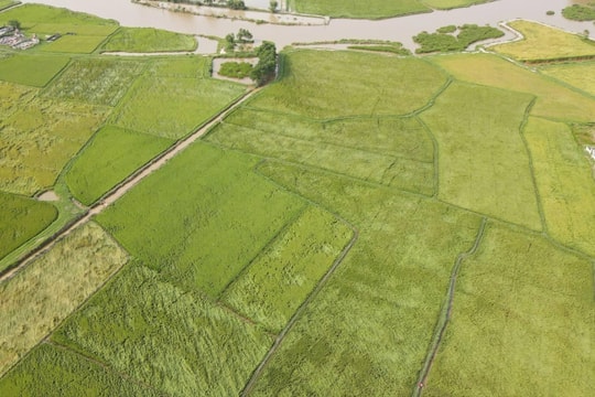 Lúa hữu cơ Quảng Trị đạt năng suất gần 60 tạ trên ha