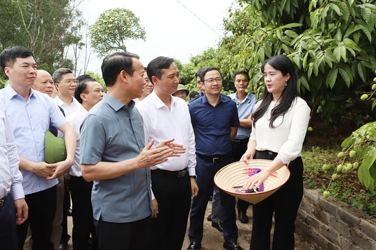 Vải thiều Bắc Giang dự kiến đạt sản lượng 165.000 tấn