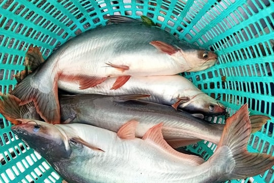 Vùng đệm cho ngành cá tra