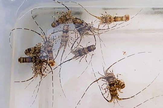 Cảnh báo dịch bệnh từ tôm hùm giống không kiểm dịch