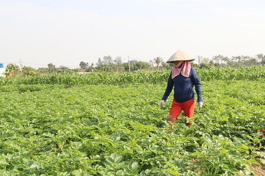 Giảm giá thành, tăng giá trị sản xuất nông nghiệp