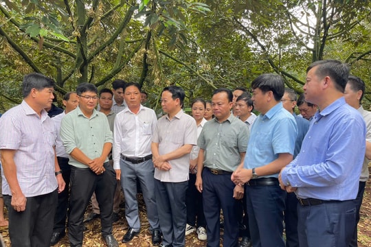 Chuẩn hóa cho sầu riêng Việt