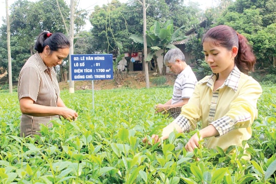 Bền vững nông thôn mới