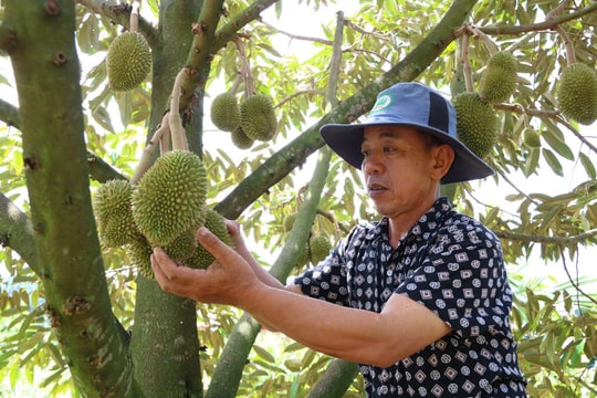 Chuẩn hóa sản xuất sầu riêng để tránh “vòng xoáy tiêu cực”