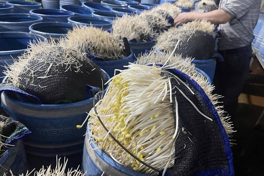 Công an tỉnh Lào Cai phát hiện, triệt phá 2 cơ sở dùng hóa chất độc hại làm giá đỗ