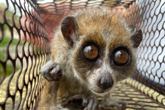 Người dân giao nộp cá thể động vật quý hiếm cho lực lượng chức năng