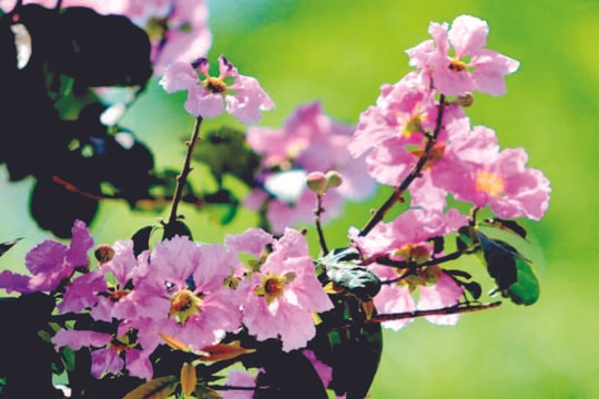 Hỏi - đáp chính sách, pháp luật