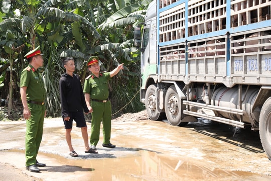 Phát hiện xe ô tô vận chuyển hơn 18 tấn lợn nhiễm dịch đi tiêu thụ