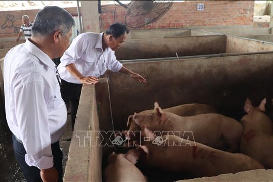 Điều tra đến cùng vụ Công ty Chăn nuôi C.P. Việt Nam bị "tố" bán lợn bệnh