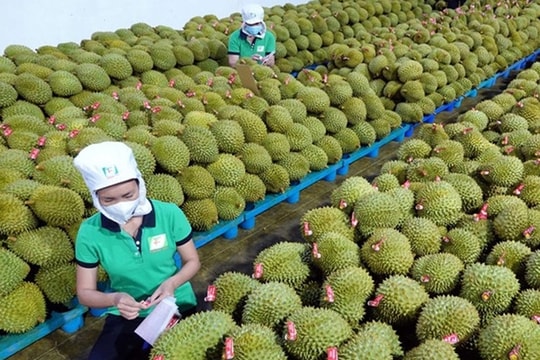 Xuất khẩu rau quả kỳ vọng phục hồi trong mùa cao điểm