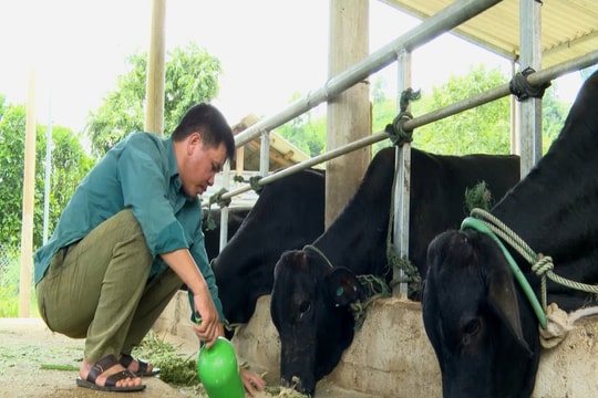 Người Vân Kiều"bước qua lời nguyền " nuôi bò 3B nhốt chuồng