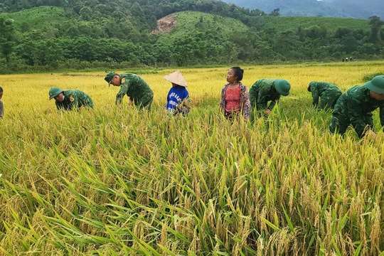 Bộ đội Biên phòng giúp đồng bào Rục, Mày thu hoạch vụ lúa