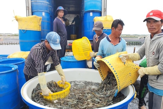 Thay đổi cách tiếp thị để đẩy mạnh xuất khẩu tôm