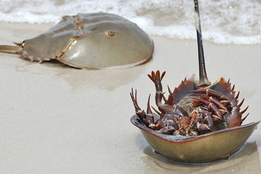 Ăn nhầm so biển cực độc, người đàn ông suy hô hấp nặng