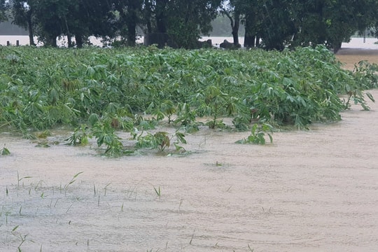 Quảng Trị: Mưa lũ “trái vụ” cuốn phăng sinh kế của người dân