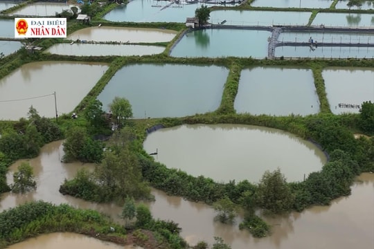 Quảng Trị: Nhiều hộ dân nuôi tôm trắng tay sau lũ