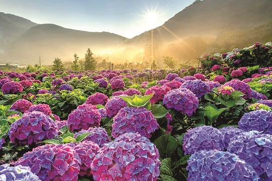 Hỏi: Đoàn ĐBQH có trách nhiệm gì trong hoạt động tiếp xúc cử tri của ĐBQH?