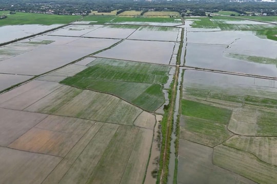 Hỗ trợ 130 tấn giống lúa từ nguồn dự trữ quốc gia cho Quảng Trị