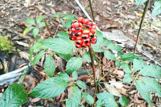 Kon Tum: Chỉ rõ sai phạm trong việc “cấp bừa” mã số vùng trồng sâm Ngọc Linh