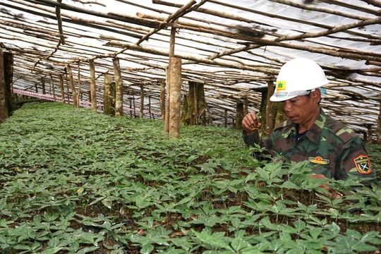 Kon Tum: Đình chỉ sử dụng mã số vùng trồng sâm Ngọc Linh do chưa đủ điều kiện