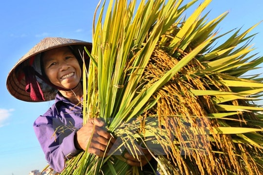 Tăng hạn mức vay không tài sản bảo đảm với nông dân, hợp tác xã