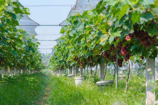 Ứng dụng công nghệ, chuyển đổi cơ cấu cây trồng phù hợp thổ nhưỡng