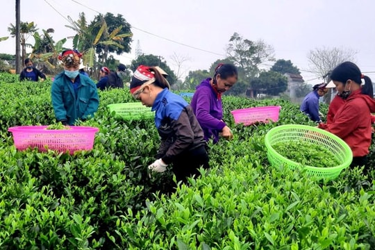 Xây dựng nông thôn mới kiểu mẫu, nâng cao ở vùng “đệ nhất danh trà”