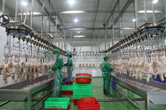 Tay Ninh aims to become southern Viet Nam’s high-tech livestock hub