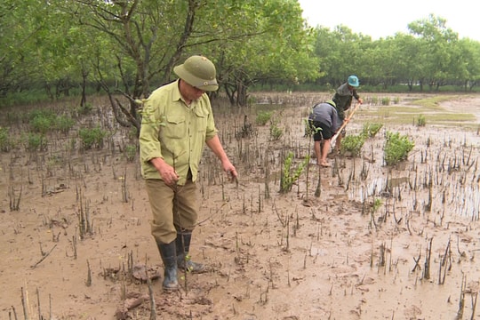 Mô hình kép giúp dân giàu, quê hương xanh