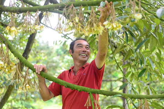 Gặp tỷ phú sầu riêng trên mảnh đất nắng gió Hà Lâm