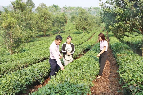 Sơn La: Giảm nghèo nhanh nhờ tín dụng chính sách