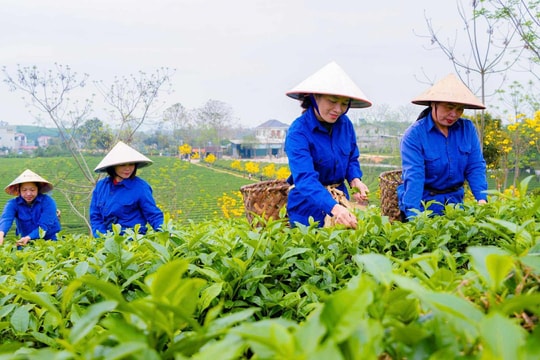 Chè Mỹ Lâm – vùng đất của hy vọng cho một nền nông nghiệp sạch, nhân văn và bền vững