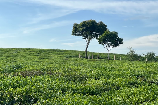 Triển khai tổng điều tra nông thôn, nông nghiệp năm 2025 trên phạm vi toàn quốc