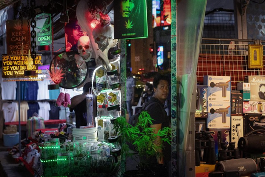 Thái Lan đảo ngược chính sách hợp pháp hóa cần sa