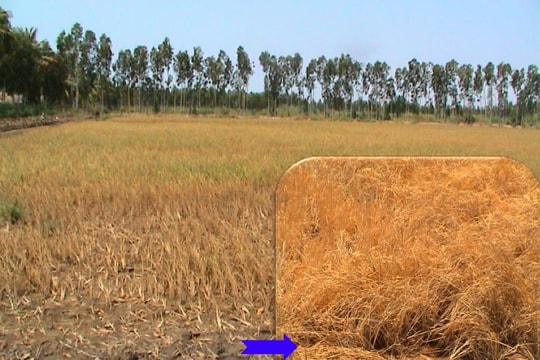 Cải thiện sức khỏe của đất trong điều kiện nắng nóng, hạn mặn và phèn đầu vụ hè thu