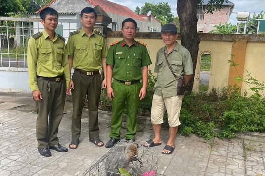 Quảng Trị: Tiếp nhận cá thể khỉ mặt đỏ, động vật rừng nguy cấp, quý hiếm