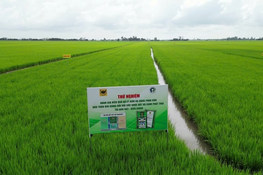 Hiệu quả sử dụng phân bón Đầu Trâu Bio - Canxi trong xử lý rơm rạ