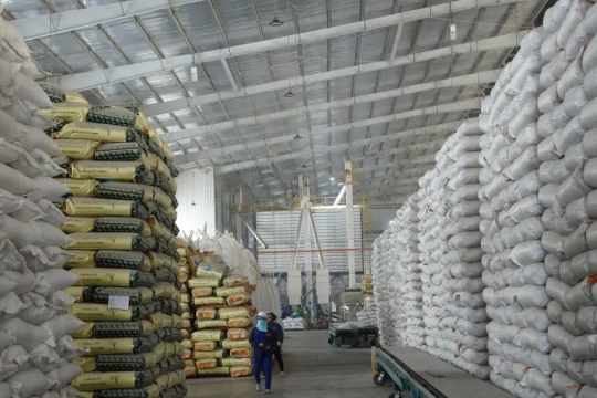 Vietnamese rice export prices stay high in H1